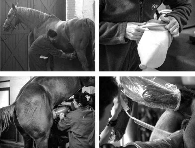 Equine hygiene: good practices for breeding activities