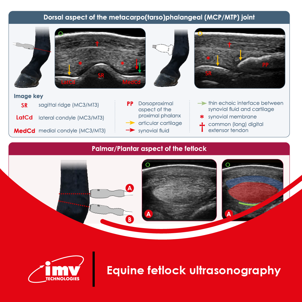 Free Download: Equine Fetlock Ultrasonography Poster