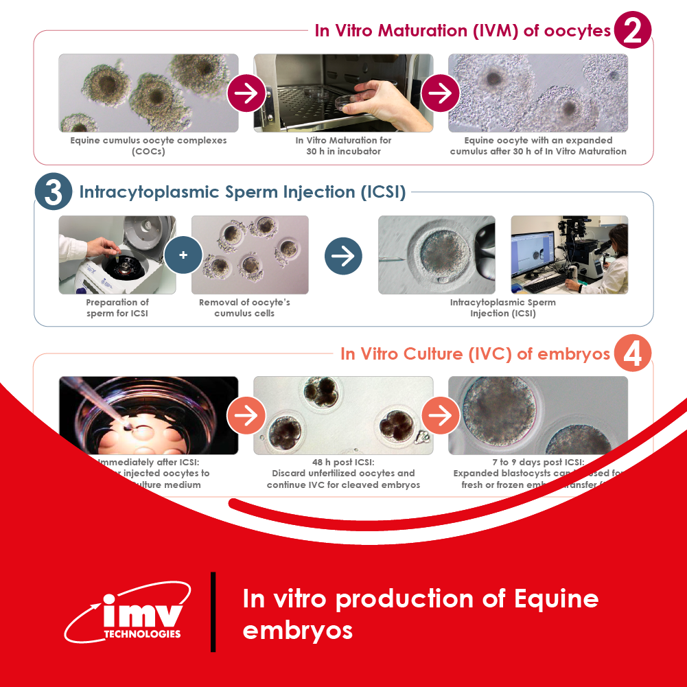 Free Download: In Vitro Production (IVP) of Equine Embryos Poster