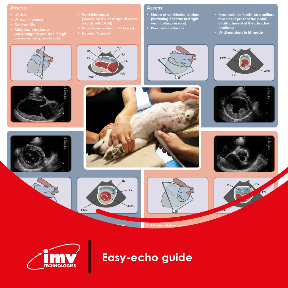 Free Download: Echo poster