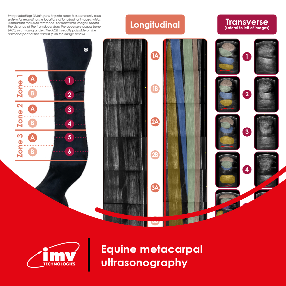 Free Download: Equine Metacarpal Ultrasonography Guide