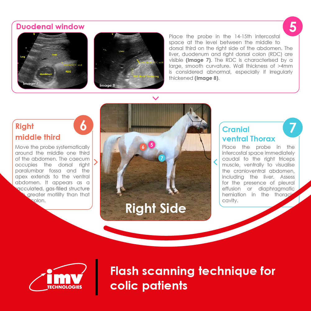 Free Download: Ultrasonography in Colic Patients
