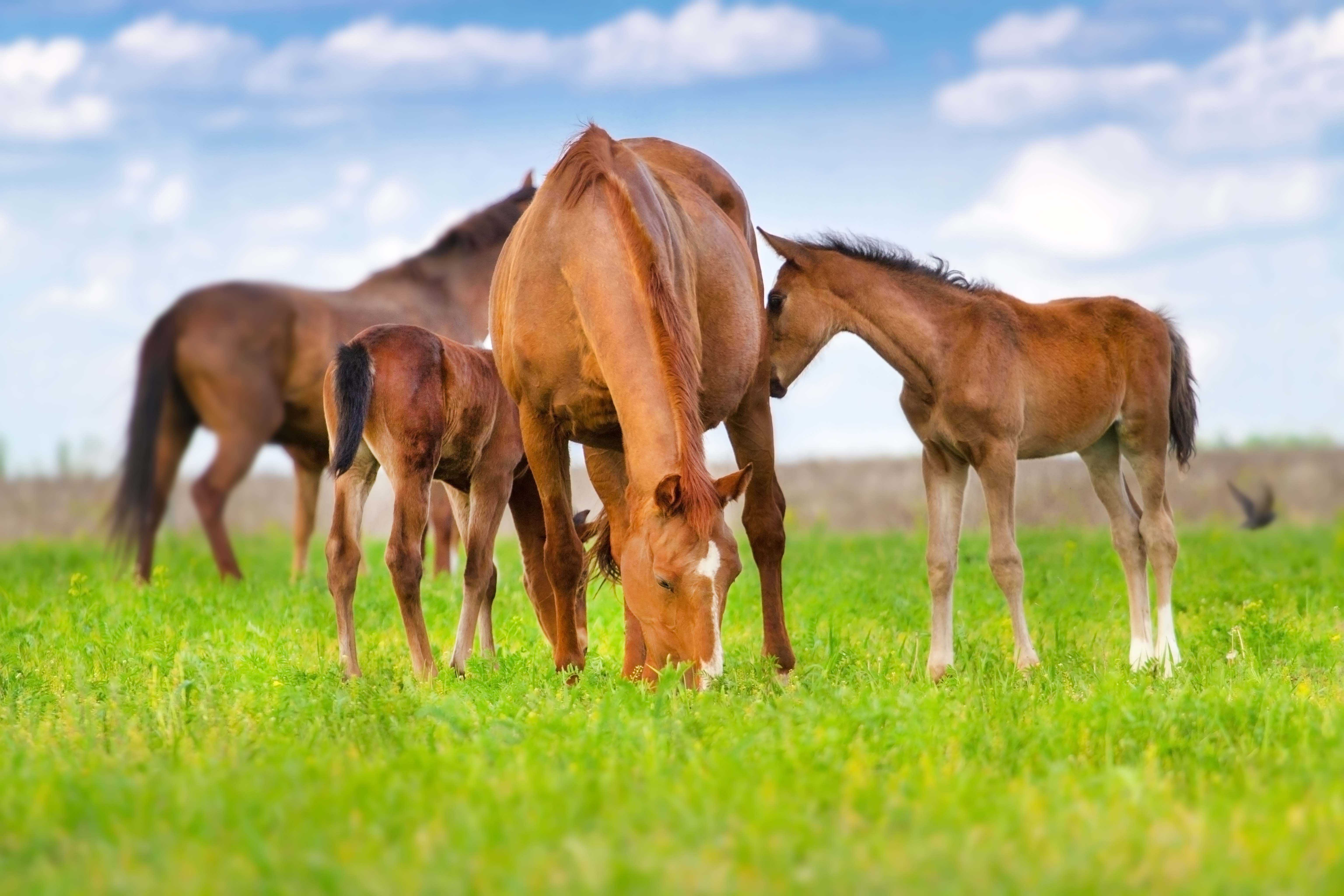 Equine