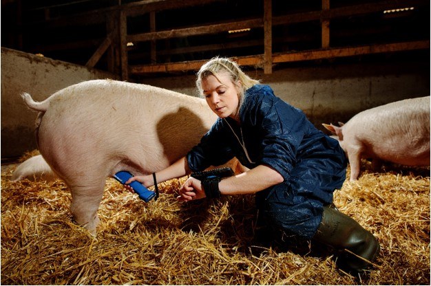Technical article. Why use ultrasonography in pig farming?