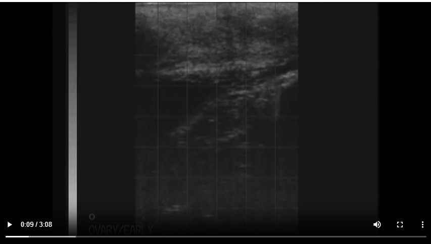educational tutorials presented by Kimberly Palgrave  – ultrasound clip of a 37-day pregnant cow, accompanied by detailed audio commentary.