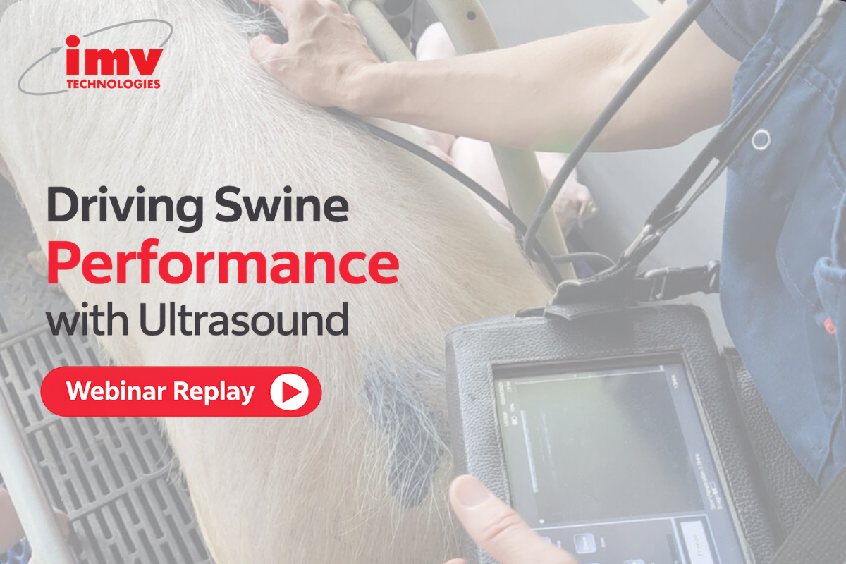 Webinar. Driving Swine Performance with Ultrasound