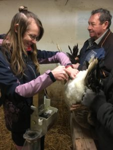 A first for IMV: insemination of  geese in Hungary