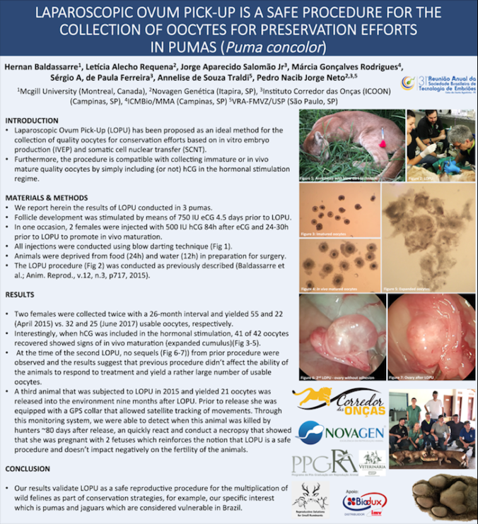Laparoscopic ovum pick-up is a safe procedure for the collection of oocytes to help preserve pumas