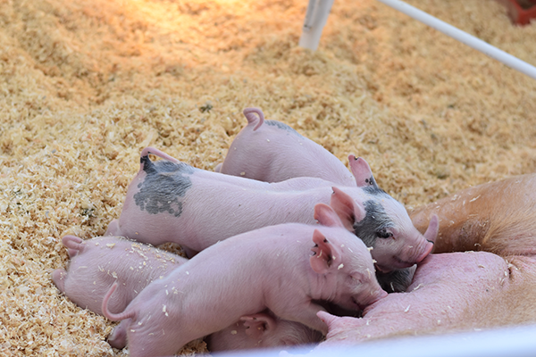 Frozen Thawed Boar Sperm: Preservation and Dissemination of Swine Genetic Value
