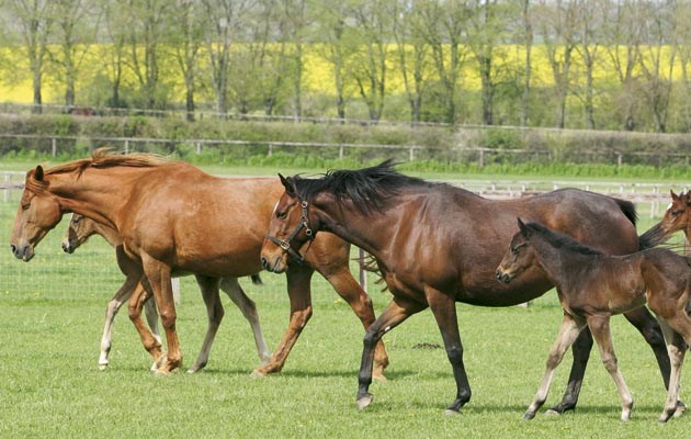 Artificial insemination: 6 things to consider (horseandhound.co.uk)
