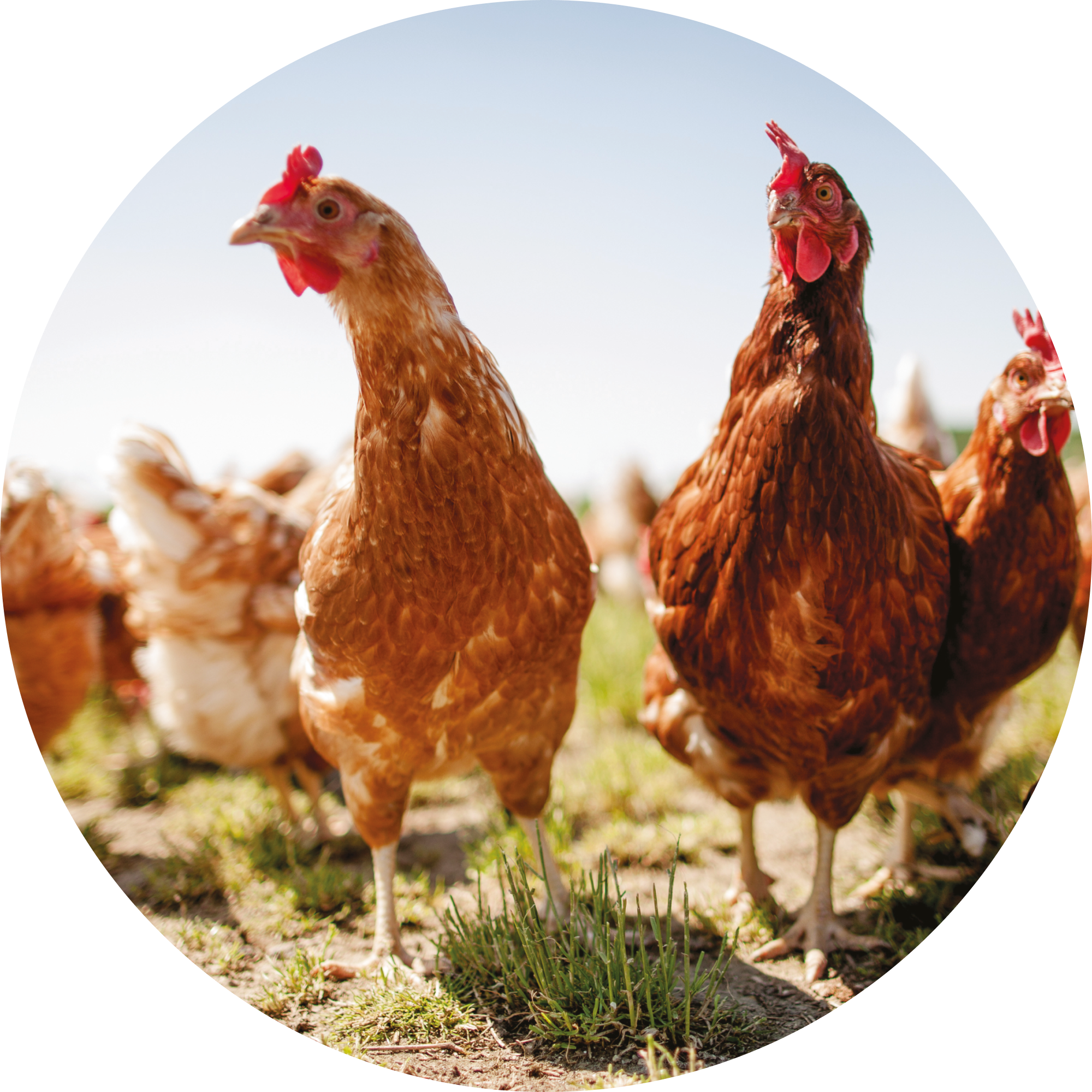 Poultry reproduction - 3 days on site - Reference 024105