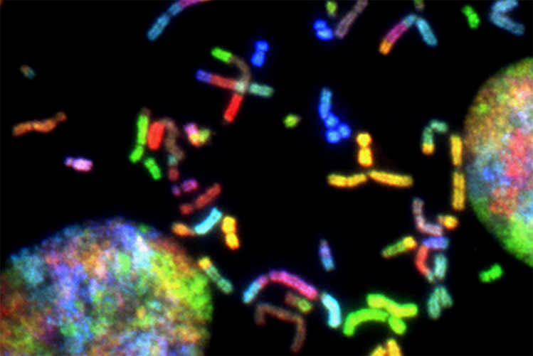 Understanding Computer Assisted Sperm Analysis (CASA) Options: IDENT Fluorescence