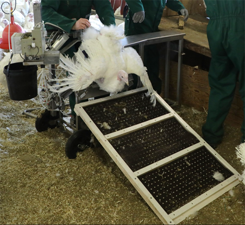 Gallicomfort: Turkey Insemination bench